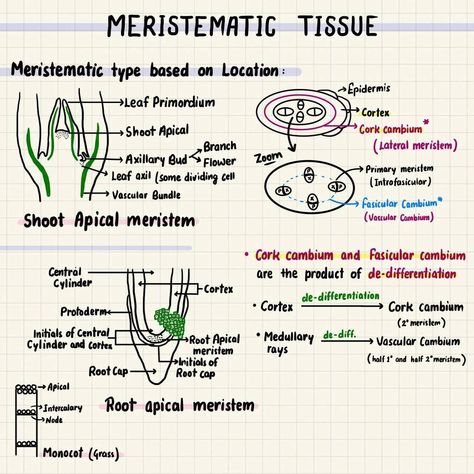 Anatomy of flowering plants Notes Anatomy Of Flowering Plants Notes, Anatomy Of Flowering Plants, Nomenclature Chemistry, Biology Class 11, Tissue Biology, Neet Notes, Element Chemistry, Redox Reactions, Plant Notes