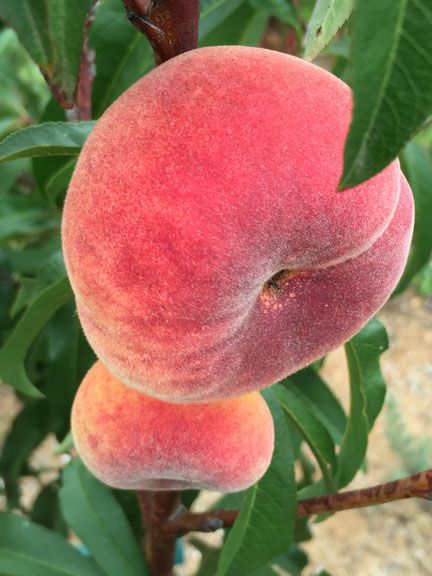 Galaxy white peach is a also a flat peach variety. Many report that is needs 500 - 600 hours of chilling so it is not officially on this list. However, I have one growing and fruiting in Northern Sand Diego Sand Diego, Flat Peaches, Start Pack, Food Forest, Harvest Time, Northern Europe, Anatomy Reference, Fruit Trees, Peaches