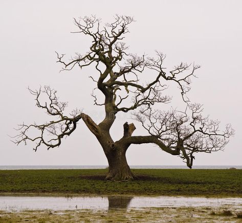 English Oak Tree, Tree Poem, Dry Tree, Tree Study, Dead Tree, Dark Tree, Giant Tree, Old Tree, Tree Photography