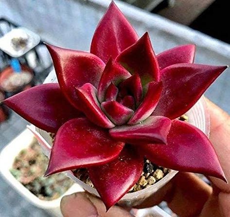 Red Succulents, Succulent Seeds, Amaryllis Bulbs, Succulent Garden Diy, Christmas Plants, Types Of Succulents, Colorful Succulents, Aloe Vera Plant, Succulent Gardening