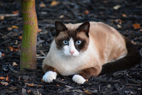 The Snowshoe is a mix of American Short-Hair and Siamese cats. They are an intelligent and affectionate breed that thrives on company Snowshoe Siamese, Snowshoe Cat, Most Popular Cat Breeds, Popular Cat Breeds, American Shorthair Cat, Cat Breeder, Cat Playground, American Shorthair, Forest Cat