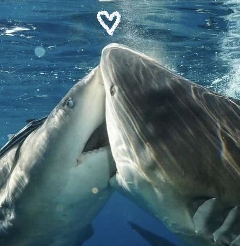 Shark Photos, Shark Pictures, If I Was A, The Deep Blue Sea, Beautiful Sea Creatures, Cute Shark, Ocean Vibes, Kiss My, In The Deep