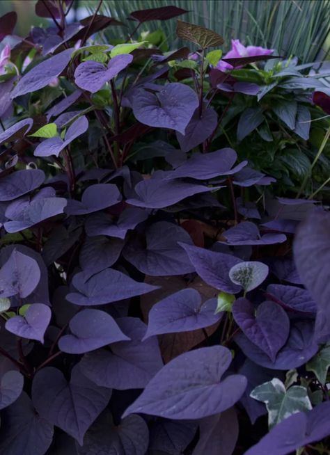 Purple Heart Vine Plant, Purple Outdoor Plants, Purple Leaves Plants, Purple Plants Outdoors, Queer Flowers, Hydrangea Companion Plants, Shade Containers, Sweet Potato Vines, Modern Gardening