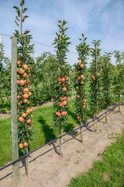 How To Create A Garden Orchard With Only Five Fruit Trees. Apple Orchard Backyard, Fruit Trees Aesthetic, Fruit Tree Hedge, Orchard Garden Layout Fruit Trees, Citrus Espalier, Cordon Fruit Trees, Small Orchard Layout, Fence Vegetable Garden, Citrus Tree Garden