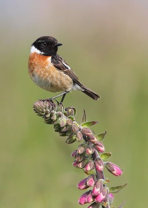 Stejneger’s Stonechat (Saxicola stejnegeri) Asia Wildlife Photography Birds, Stonechat, Chirping Birds, Beautiful Wings, Flycatchers, British Birds, Most Beautiful Birds, Tiny Bird, Amazing Drawings