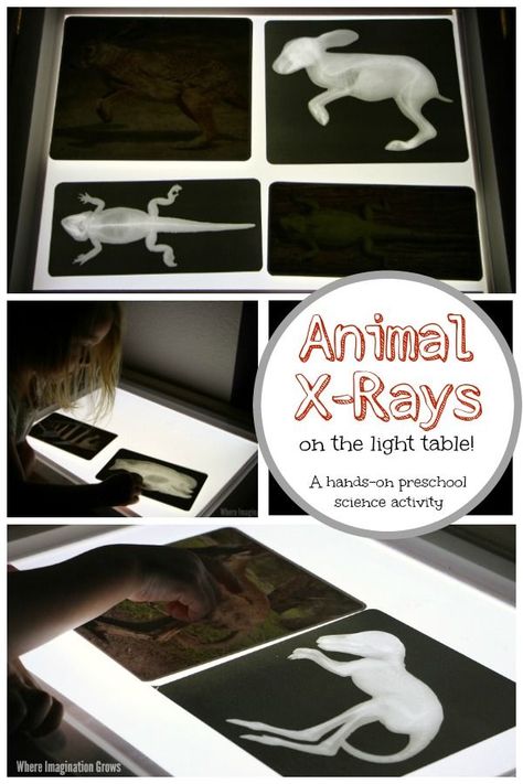 Animal Care Activities, Preschool Animal Science, Small Animal Management Activities, X Ray Animals, Pet Science Preschool, Mammals Preschool Activities, Vet Preschool Activities, Vet Activities For Preschool, Vet Pretend Play