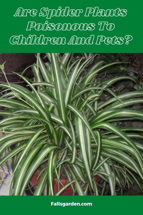 Are Spider Plants Poisonous To Humans And Pets? Poisonous Flowers For Humans, Poisonous Plants For Humans, Plants Poisonous To Dogs, House Spider, Spider Plant, Garden Weeds, Poisonous Plants, Parts Of A Plant, Bad Taste