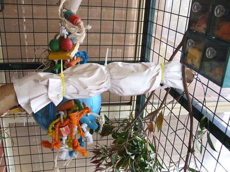 Tips For Keeping Your Bird Busy And How To Make Parrot Toys Last Diy Parrot, Diy Parrot Toys, Blue And Gold Macaw, Parakeet Toys, Fat Bird, Parrot Perch, Just Give Up, Parrot Toys, Attention Span