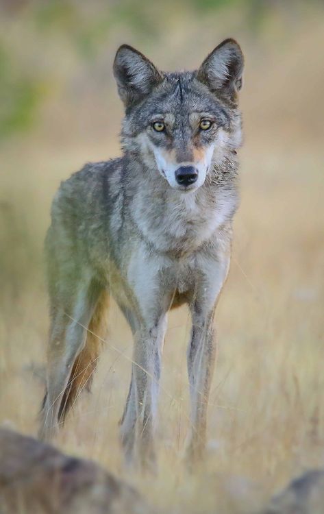 Three Puppies, Wild Wolves, Indian Wolf, The Black Cauldron, Wild Wolf, Young Animal, Grey Wolf, Small Puppies, Wildlife Conservation