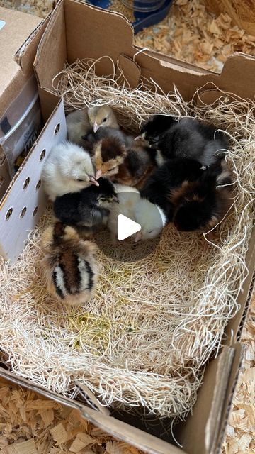 Chicken Brooder Box, Brooder Box, Chicken Brooder, Chicken Care, Bantam Chickens, Homesteading Ideas, Coop Ideas, Silkie Chickens, Animal Ideas