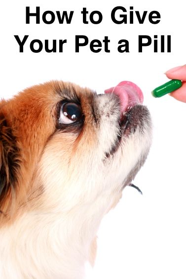 If you have a pet who hates taking medications, try these tips to make the process easier for you both. Dog Benadryl, Dog Nutrition, Pet Supplements, Dog Shedding, Dog Cookies, Animal Nutrition, Dog Supplements, Healthy Dogs, Dog Health