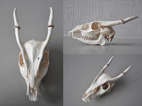 Muntjac Deer Skull, Muntjac Deer, Terryl Whitlatch, Dragon Crown, Skeletal Anatomy, Animal Skeleton, Skull Reference, Dragon Mask, Dragons Crown