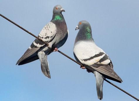 Feral Pigeon, Cute Pigeon, Pigeon Pictures, Wood Pigeon, Pigeon Bird, Pigeon, Paloma, Pet Birds, Pet Portraits