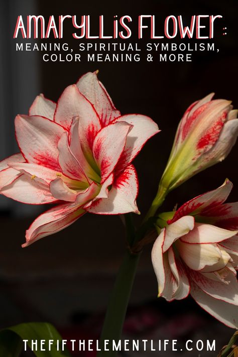 Amaryllis Flower Meaning Amaryllis Meaning, Amaryllis Tattoo, Amaryllis Flower, Pursue Your Dreams, Amaryllis Flowers, Amaryllis Bulbs, Flower Meanings, Color Meanings, Poinsettia Flower