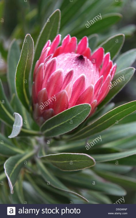 Protea Pink Ice, Protea Line Drawing, Protea Tattoo, Pink Ice Protea, Flowers Reference, Protea Flower, Realism, Small Tattoos, Flower Tattoo