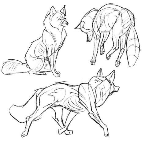 Animal Artist & Illustrator’s Instagram post: “More doodles #sketchbook #sketches #sketch #coyote #wolf #fox #study #studies #wolfart #animalart #animals” Fox Anatomy, Coyote Drawing, Coyote Animal, Fox Sketch, Movement Drawing, Back Drawing, Sketchbook Sketches, Fox Drawing, Dog Sketch