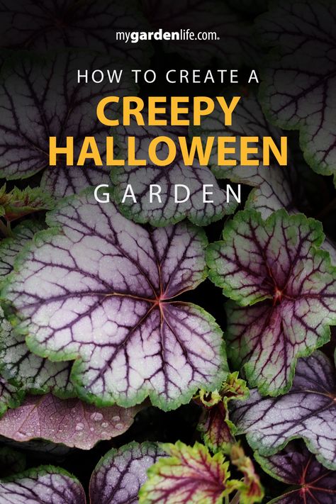 Creepy Plants, Chenille Plant, Lighting Your Garden, Halloween Garden Decorations, Witchy Garden, Garden Landscaping Ideas, Halloween Decor Diy, Goth Garden, Hallowen Ideas