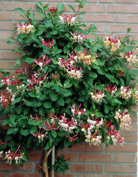 Early Dutch Honeysuckle Lonicera Periclymenum, Garden Vines, Fragrant Plant, Balcony Plants, Home Garden Plants, Garden Shrubs, Ideas For Garden, Garden Cottage, Trees And Shrubs