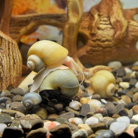 snails aqua Mystery Snails, Aquarium Snails, Snail Tank, Baby Snail, Apple Snail, Pet Snails, Pond Snails, Shrimp Tank, African Cichlids