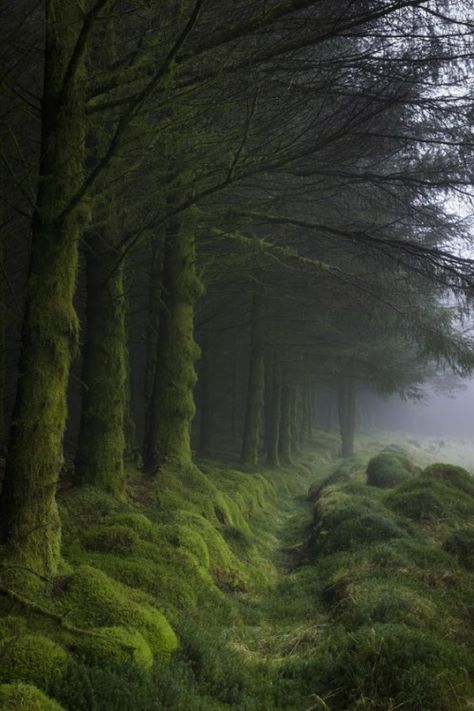 숲 사진, Forest Path, Misty Forest, Forest Park, Into The Woods, Magical Forest, Alam Yang Indah, Enchanted Forest, Beautiful Tree