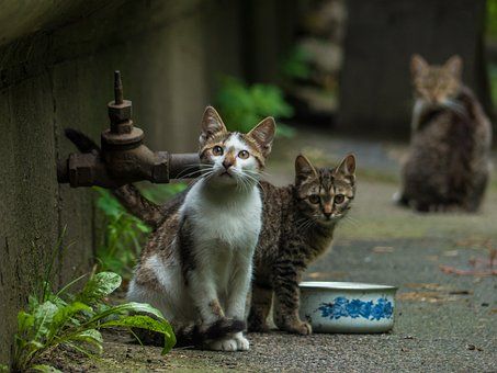 1,000+ Free Stray & Cat Images - Pixabay Stray Animals Aesthetic, Stray Dogs And Cats, Stray Animals, Stray Cats, Cat 2, Stray Cat, Public Garden, Dog Images, Stray Dog