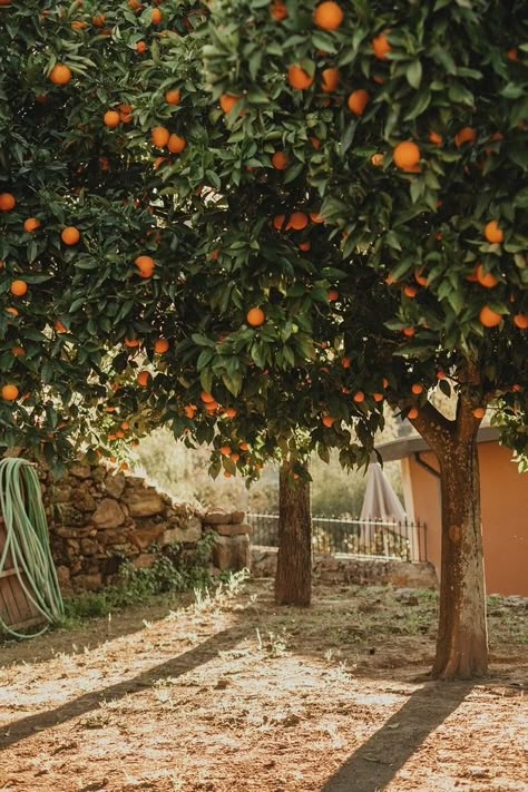 Italy Aesthetic, Orange Aesthetic, Orange Tree, Nature Aesthetic, Pretty Places, Dream Garden, Seville, Fruit Trees, Country Life