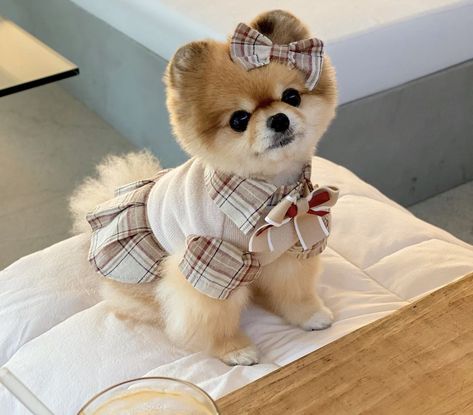 Pomeranian Dressed Up, Pomeranian In Clothes, Mini Pom Dog, Pomeranian Outfits, Nala Aesthetic, Pomeranian Aesthetic, Pomeranian Clothes, Doggie Outfits, Mini Pomeranian