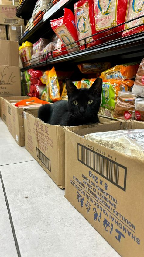 Bodega Cats (@Bodegacats_) on X Bodega Cat, Cute Cats And Dogs, Shanghai, Cute Cats, Dog Cat, Dogs