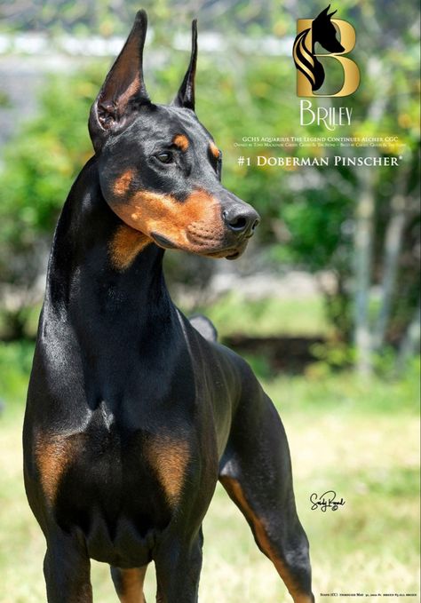 American Doberman Pinscher, Doberman Photography, American Doberman, Doberman Pinchers, Doberman Love, Doberman Pinscher Dog, Pinscher Dog, Livestock Guardian, Belgian Shepherd