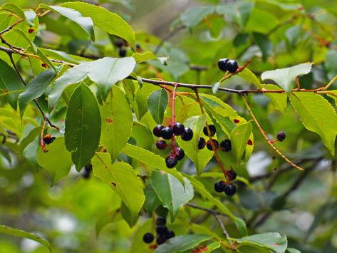 Out My Backdoor: Benefits of Black Cherry Trees | Department Of Natural Resources Division Wild Cherry Bark Benefits, Cherry Biome Seed, Black Cherry Wallpaper, Black Cherry Blossom Wallpaper, Black Chokeberry Bush, Eco Farming, Black Cherry Fruit, Cherry Wallpaper, Black Cherry Tree