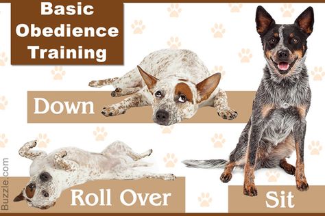 Incredibly Handy Tips on Training a Blue Heeler Dog Minding, Easiest Dogs To Train, Dog Behavior Problems, House Training Dogs, Dog Brain, Herding Dogs, Training Your Puppy, Obedience Training, Big Head