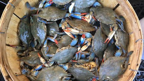 If you know how to store blue crabs the right way, they can make for some good eating. The key is to keep them alive so the meat is at its freshest when you’re ready to cook them. Here’s why and how to store your blue crabs for survival. Why Keep Caught Blue Crabs Alive? […] This post first appeared at How To Store Blue Crab (for Maximum Freshness!) by Price of Meat Live Crabs, Fun Activites, Myrtle Beach Restaurants, Steamed Crabs, Maryland Blue Crab, Blue Crabs, Maryland Crabs, Crab Cake Recipe, Crab Boil