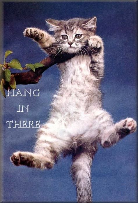 hang in there cat. love Hang In There Cat, Cute Cat Quotes, Hang In There, Cat Poster, Cat Pose, Unique Cats, Kittens Funny, Cat Posters, Siamese Cats