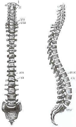 Spinal cord Vertebrae Drawing, Vertebrae Art, Spine Drawing, Skeletal Anatomy, Anatomy Flashcards, Skeleton Anatomy, Human Skeleton, Medical Anatomy, Spine Tattoo