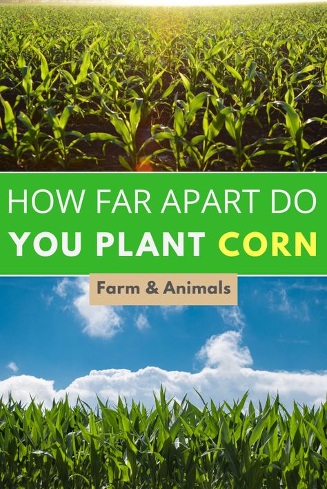 Many gardeners believe that they must have a great deal of acreage available to grow corn, but this really isn’t the case. Selective breeding and new gardening techniques have made it possible to grow corn successfully in almost any garden. In this article, we discuss which plant spacing is ideal for corn. Read on to learn more on how far apart do you plant corn. Planting Corn, Grow Corn, Farm Crops, Growing Corn, Plant Corner, Corn Stalks, Zone 10, Selective Breeding, Corn Seed