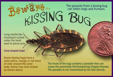 This is scary! Please pass this on because it could save a life. Kissing Bug, Bug Facts, Rid Of Bed Bugs, Constant Headaches, Bug Bites, Bed Bugs, Bugs And Insects, Kids Corner, Red Band