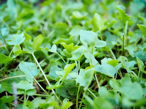 True French Sorrel Perfect hearty edible,herbaceous ground cover that won't choke out other plants.  Also perfect for chickens to munch on. French Sorrel, Red Cabbage Sauerkraut, Sorrel Plant, Garden Betty, Broccoli Leaves, Allotment Ideas, Hardneck Garlic, Creeping Vines, Green Garlic