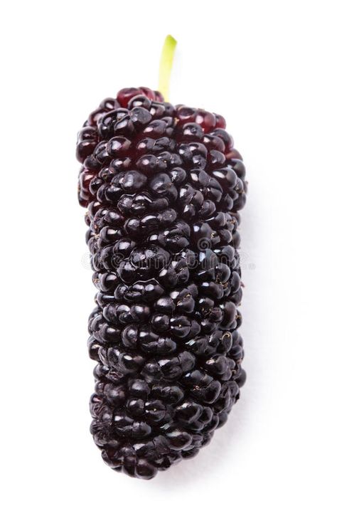 Mulberry berry stock photo. Image of fresh, fruit, shiny - 25543926 Mulberry Photography, Mulberry Fruit, Fruit Picture, Fruits Images, I Want To Eat, Fruit And Veg, Fresh Fruit, Blackberry, Stock Images Free