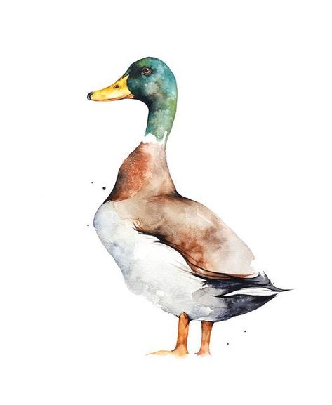 Ducks Painting Acrylic, Watercolour Ducks Watercolor Painting, Art Inspiration Painting Watercolour, Mallard Drawing, Watercolor Animals Simple, Water Colour Ideas, Mallard Duck Painting, Duck Watercolor Painting, Ducks Watercolor