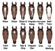 If you want to learn horse facial markings, than here you go! Face Markings, Horse Markings, Horse Facts, Horse Anatomy, Horse Camp, Horse Dressage, Horse Tips, Horse Face, Horse Health