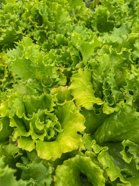 Lettuce Aesthetic, Greek Deities, Better Gut Health, Fall Produce, Live Screen, Map Making, Oyster Mushrooms, Turnips, Lettuce Leaves