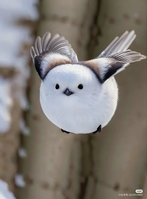 Fluffy Bird, Fat Bird, White Animals, Bird Flying, Cute Bird, Winter Animals, Pretty Animals, Animal References, Silly Animals