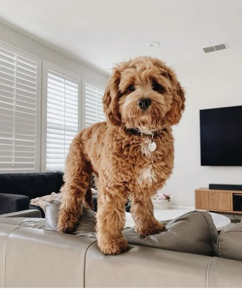 Cockapoo Full Grown, Dream Puppy, Girl Money, Mini Goldendoodle Puppies, Golden Doodles, Goldendoodle Puppies, Mini Goldendoodle, Cute Animals Puppies, Adorable Puppies