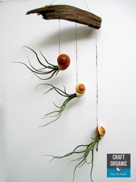 Its just air plants, sea shells, fishing line, and a piece of wood!!!!!!!! If somebody made this for me, I think I would love them forever. Air Plants Diy, Air Plants Decor, Mobile Craft, Air Plant Display, Plant Decoration, Deco Nature, Snail Shell, Ornamental Plants, Deco Floral