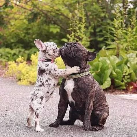 Mother and son love Bulldog Francese, Frenchie Bulldog, Cute Animals Puppies, Frenchie Puppy, Very Cute Dogs, Really Cute Dogs, Cute Dog Pictures, Cute French Bulldog