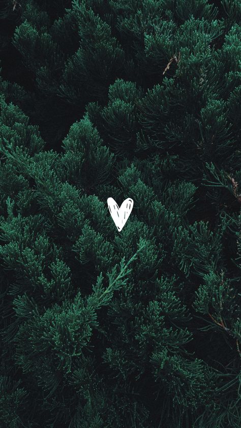 Evergreen Wallpaper Aesthetic, Pine Tree Wallpaper Iphone, Forest Background Aesthetic, Forest Green Wallpaper Aesthetic, Forest Green Aesthetic Wallpaper, Green Asthetics Wallpaper, Green Christmas Wallpaper, Pine Tree Wallpaper, Tree Phone Wallpaper