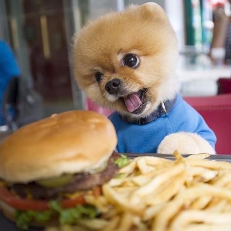 Before you give any people food to your pooch, see our list of foods to avoid. Boo Dog, World Cutest Dog, Boo The Dog, Cute Little Puppies, Cute Dogs And Puppies, Little Puppies, Funny Animal Pictures, Baby Dogs