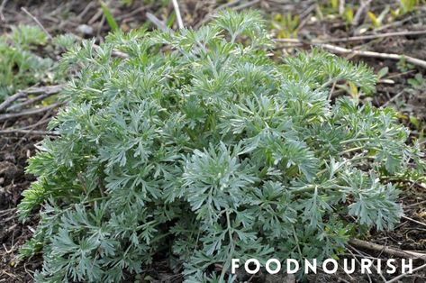 Wormwood, also known as Artemisia absinthium, is a medicinal plant that has been used for centuries for its therapeutic properties. Artemisia Plant, Wormwood Plant, Artemisia Absinthium, Digestive Juice, Natural Insect Repellant, Home Brew, Vermouth, Garden Borders, Camping Crafts