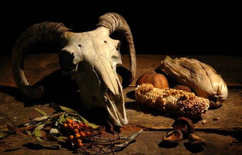 animal skull still life ps | christopher ford | Flickr Skull Oddities, Skull Still Life, Skull Photography, Skull Real, Skull Taxidermy, Sheep Skull, East Of The Sun, Pagan Decor, Goat Skull