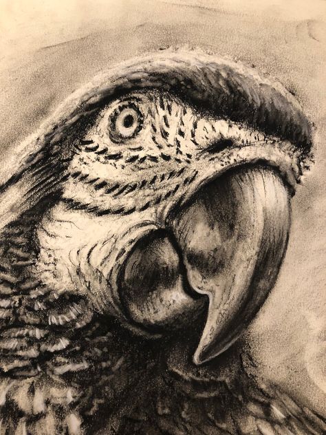 "This is an original charcoal sketch. Only 1 in stock. 14\"x17\"" Sketches Of Feelings, Realistic Sketches Nature, Charcoal Sketches Realistic, Charcoal Animal Drawings, Charcoal Art Ideas, Charcoal Animals, Charcoal Art Easy, Simple Charcoal Drawing, Charcoal Drawing For Beginners